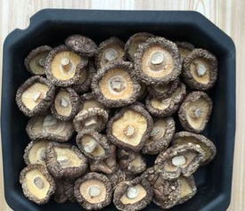 探秘湖北房縣 野生食用香菇的干貨之選與批發優勢
